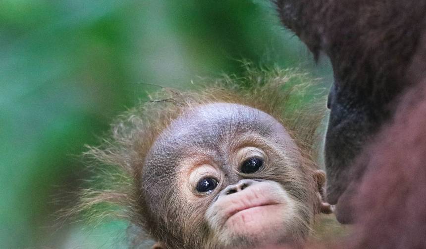 Real Borneo — 1