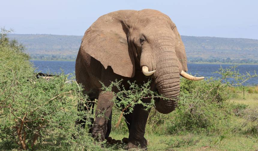 13- Day Uganda Expedition: Experience Moments with Gorillas, Wildlife and Cultural Experiences ( Private tour) — 1