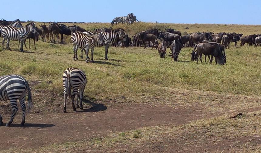 17-dniowe safari, aby doświadczyć goryli Ugandy, Masai Mara w Kenii, Serengeti i Ngorongoro w Tanzanii (prywatna wycieczka) — 1