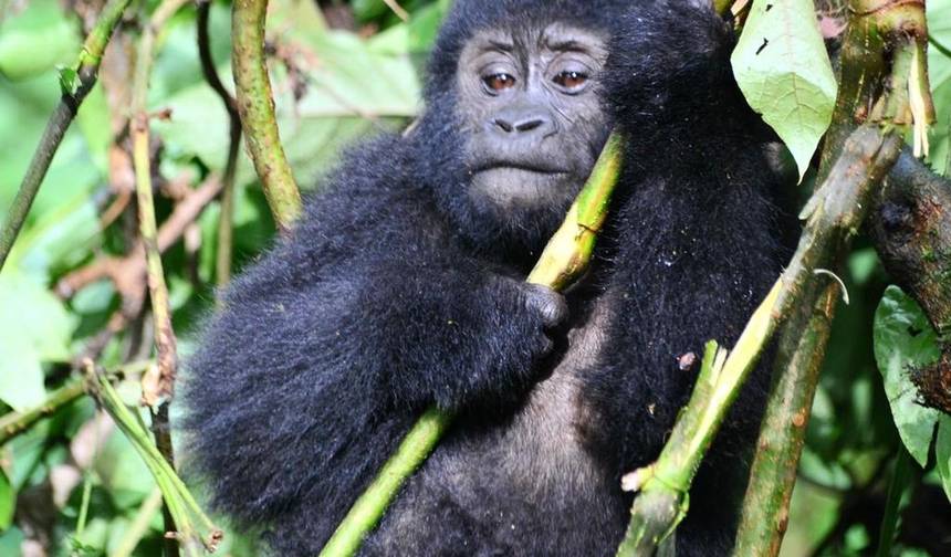 Experimente Gorilas, Chimpanzés + Big 5 e Grandes Felinos de Uganda (Exclusivamente Privado) — 1