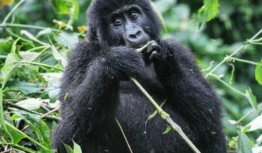 Experience Uganda Gorillas, Chimps, Big Cats & Big Cats (Exclusively Private) — 1