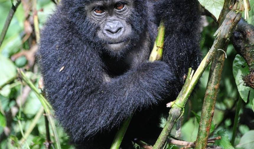 Viva a Experiência de Caminhada com Gorilas em Uganda e Trilha até o Túmulo de Dian Fossey (Exclusivamente Privado) — 1