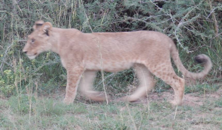 Experience Rwanda Golden Monkeys, Big 5 & Big Cats (Exclusively Private) — 1