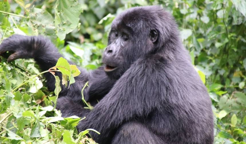 3 Dias de Trekking de Chimpanzés e Gorilas na Floresta de Kalinzu — 1