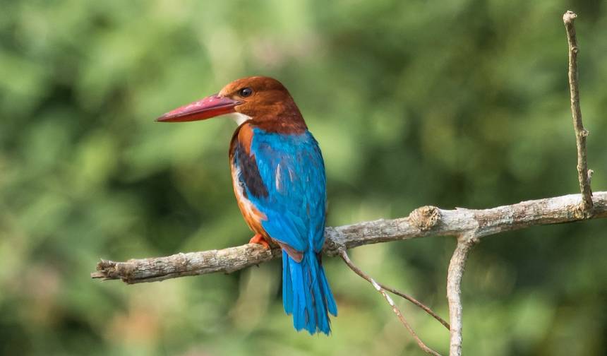 Aventura Luxuosa de Safári na Selva e Vida Selvagem no Nepal - 7 Noites/8 Dias — 1