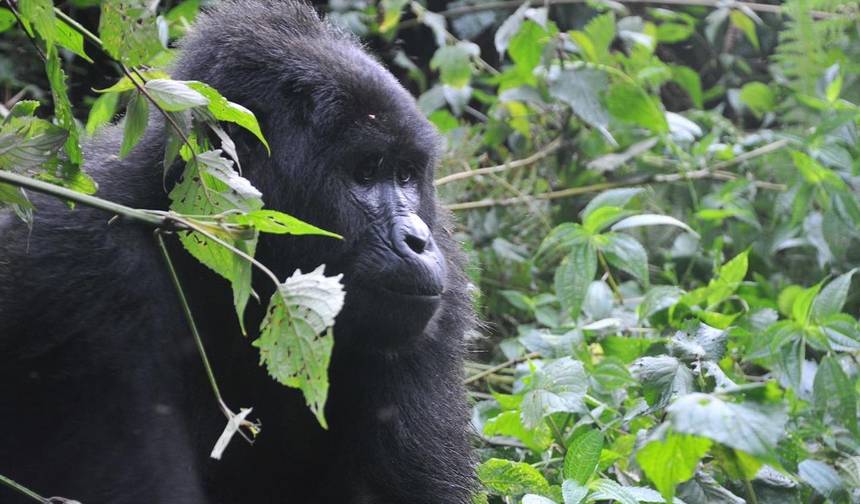 Eperience Rwanda Gorilla Trekking, Mt. Bisoke Hiking (Exclusively Private) — 1