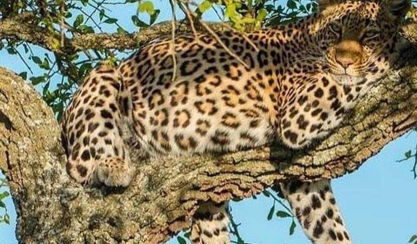 Excursão de Dia Inteiro ao Parque Nacional do Lago Manyara saindo de Arusha — 1