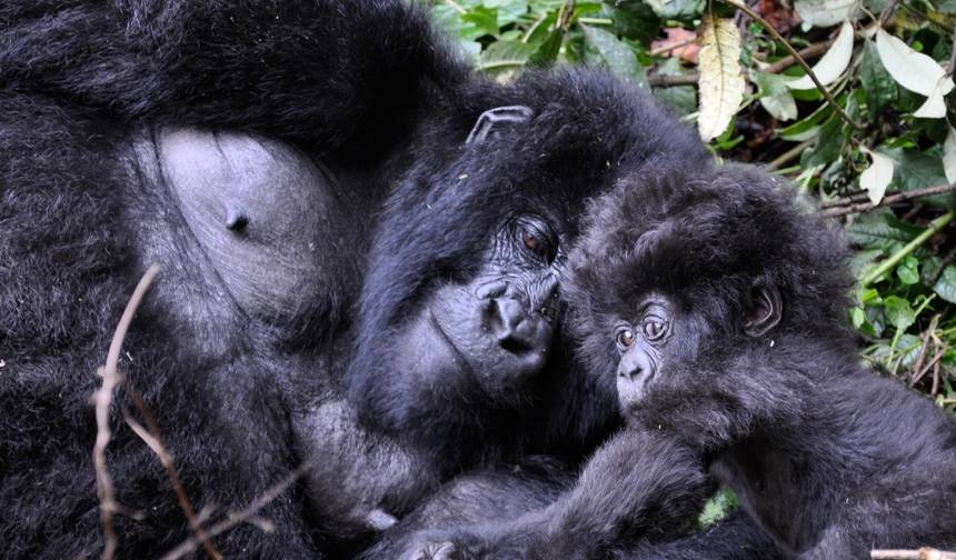 Excursão de Primatas de 14 Dias em Uganda e Ruanda (Excursão de Categoria Média) — 1