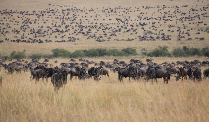 11-dniowe safari „Best of East Africa” — 1