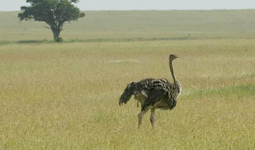 6 Dni Niesamowite Połączone Safari w Kenii i Tanzanii — 1