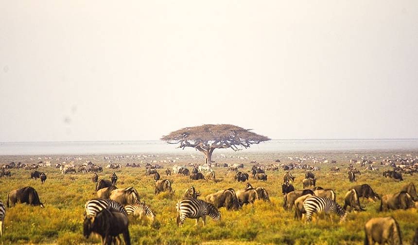 Safari da Migração de Gnus no Serengeti, Tanzânia — 1