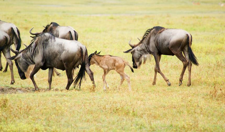 Safari da Migração de Gnus no Serengeti, Tanzânia — 1