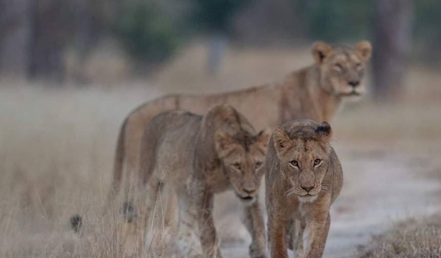 Safari de Luxo em Lodge na Tanzânia de 5 Dias — 1