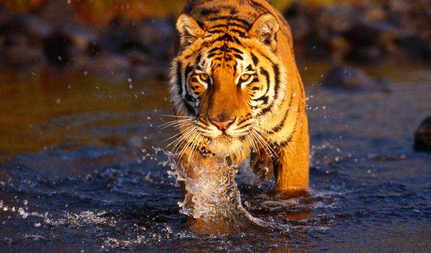 Safári de Tigres com Triângulo Dourado — 1