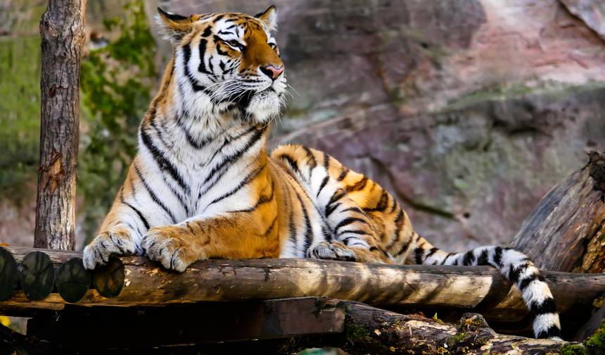 Tour de 7 Dias pelo Triângulo Dourado com Bharatpur Ranthambore - Tour pelo Triângulo Dourado com Pássaros e Tigres — 1