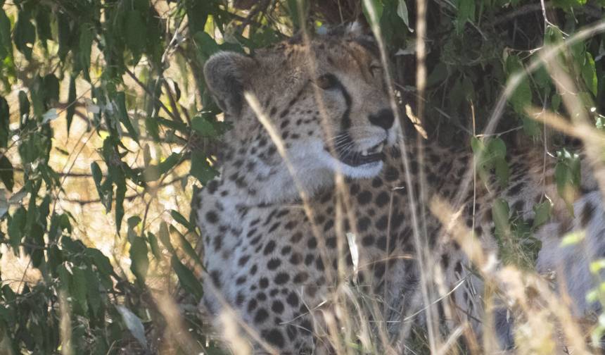 Kenia – pod namiotem — 1