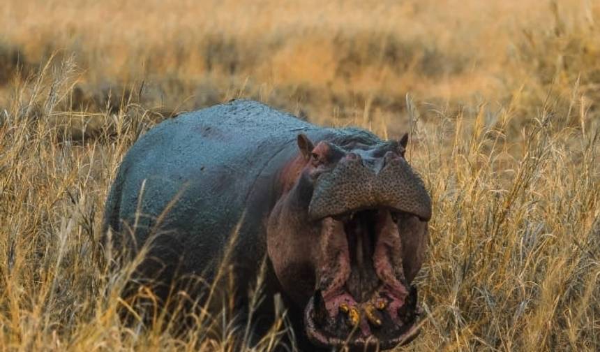 Kenia – pod namiotem — 1