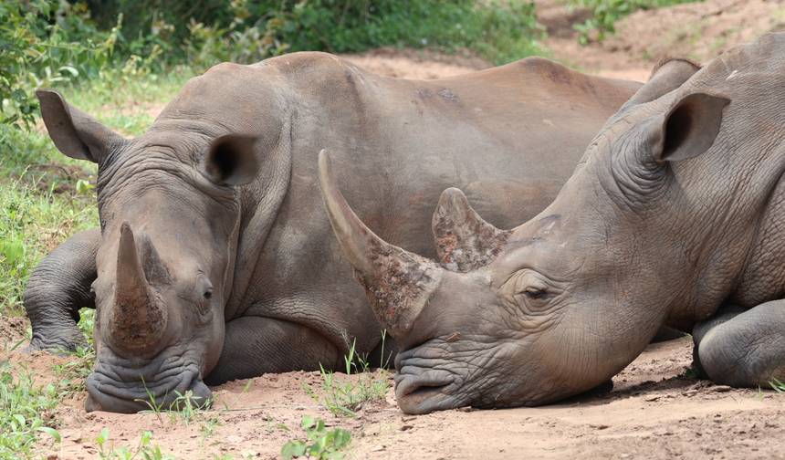 15 dias de descoberta de Uganda e Tanzânia — 1