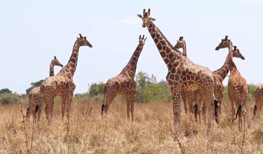 4日間ケニア・マサイマラキャンプサファリ – グループ参加型野生動物アドベンチャー — 1