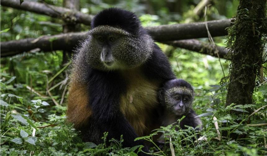 Trekking de Gorilas e Tour de Macacos Dourados em Ruanda — 1