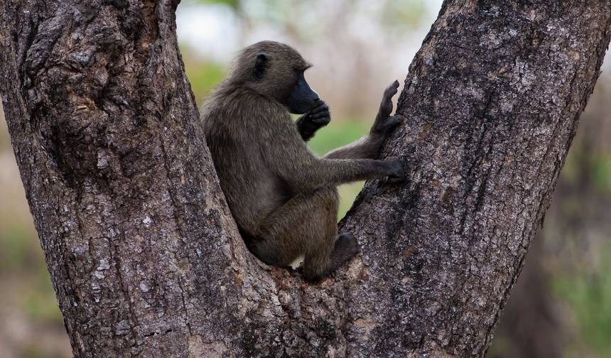 Safari z naczelnymi w Rwandzie — 1