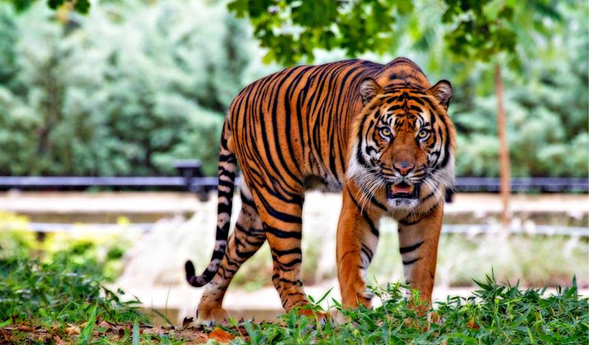 8 Day Delhi Agra Ranthambore Udaipur Jaipur Delhi Tour{Taj Mahal, Tigers, Lakes & More} — 1