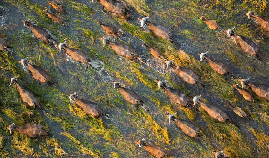 Botswana Wild Side — 1