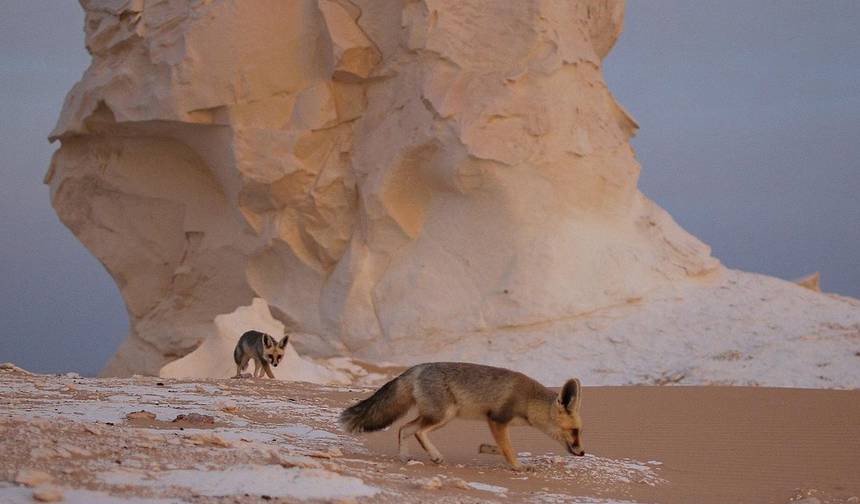 Cairo : 3 Days Bahariya Oasisツアー＆ホワイト＆ブラック・デザートでのキャンピング＆Cairoプライベート送迎 — 1