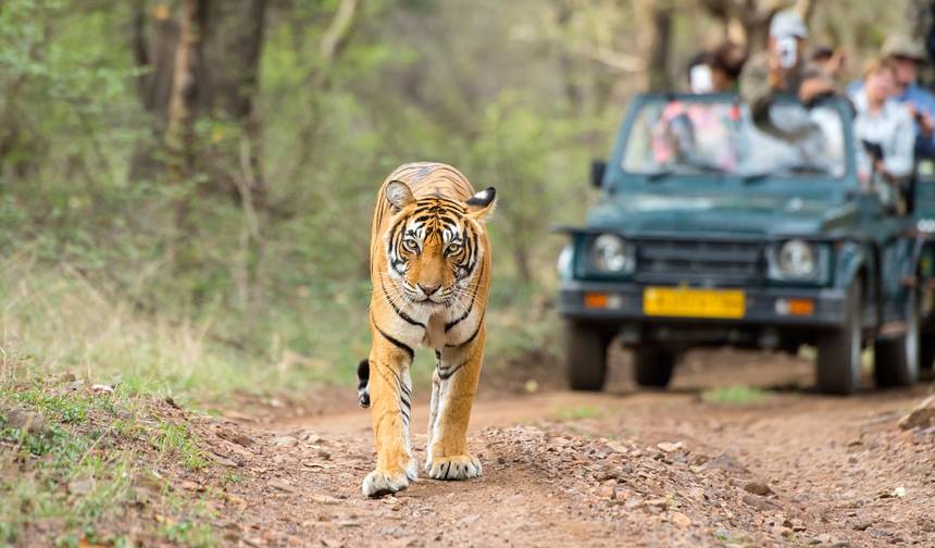 8 Dias Triângulo Dourado com Ranthambore e Udaipur - Taj Mahal, Tigres e Lagos — 1