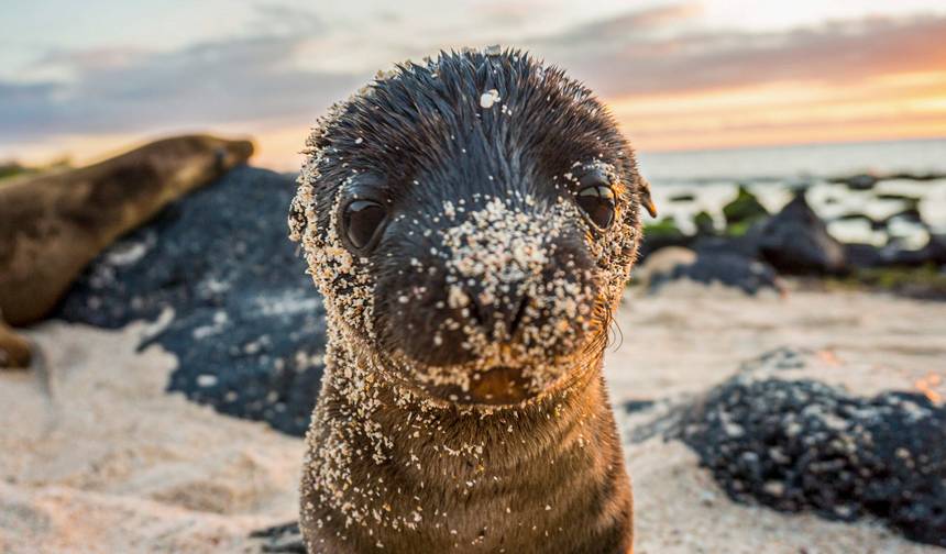 Galápagos – West and Central Islands aboard the Reina Silvia Voyager — 1