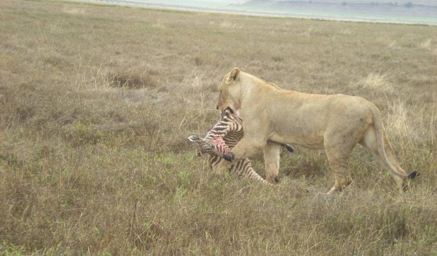 4-dniowe Safari Kempingowe Sekrety Tanzanii — 1