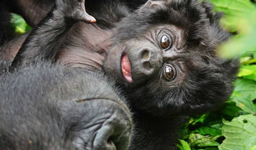 Safari de 3 dias para Rastreamento de Gorilas em Uganda — 1