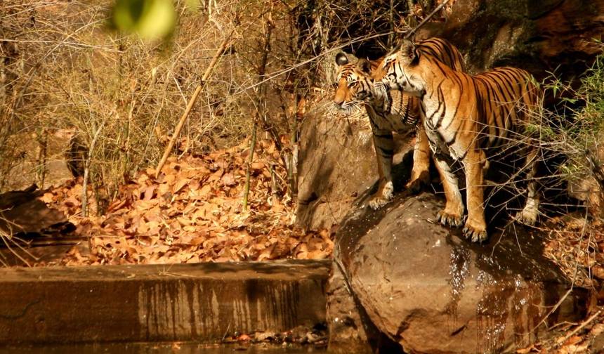 Descubra Ranthambore: Tour de Safari de Agra a Deli — 1