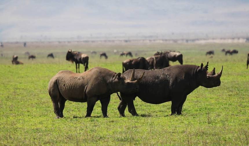 5-dniowe safari kempingowe średniej klasy w Tanzanii — 1
