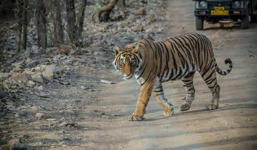 Rajasthan Wildlife Tour — 1