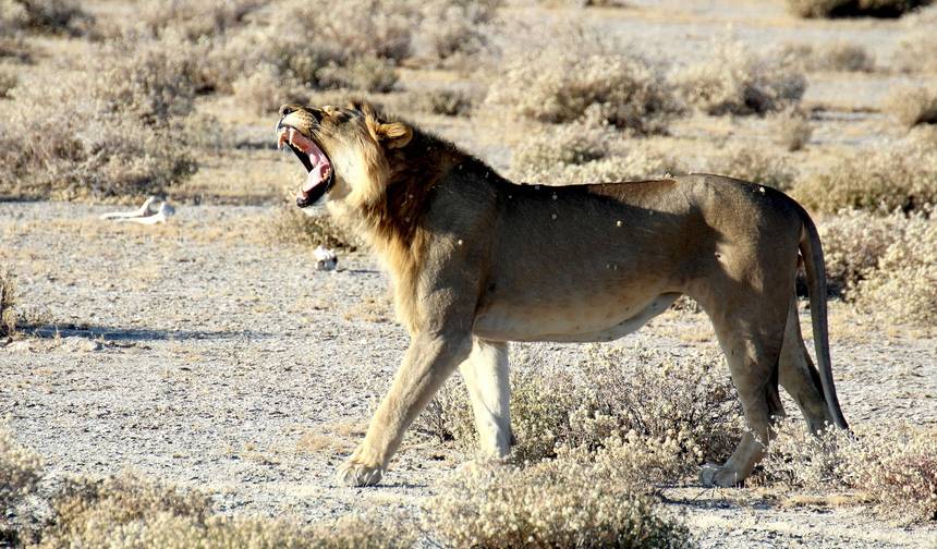 Safari de 4 Dias/ 3 Noites em Etosha NP e Swakopmund — 1