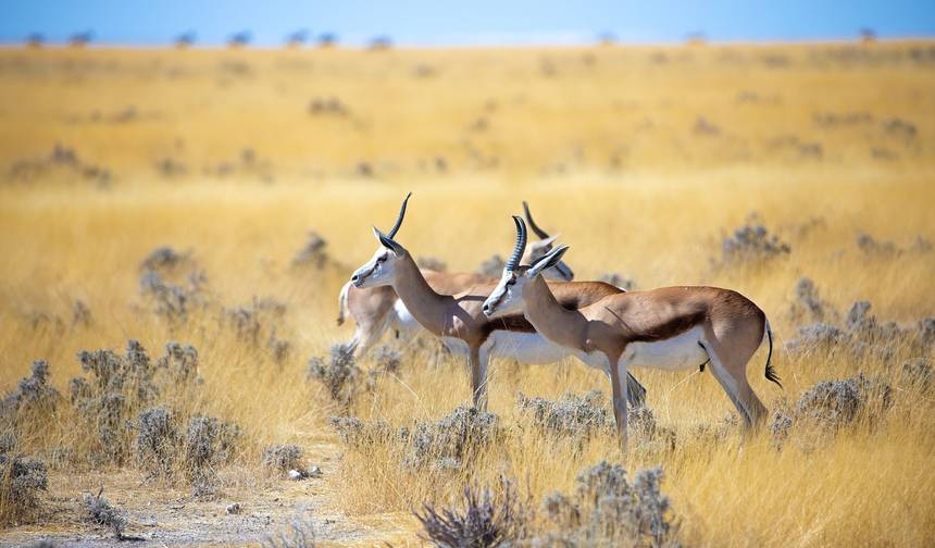 سفاري Etosha NP و Swakopmund 4 أيام/ 3 ليالٍ (مريح) — 1
