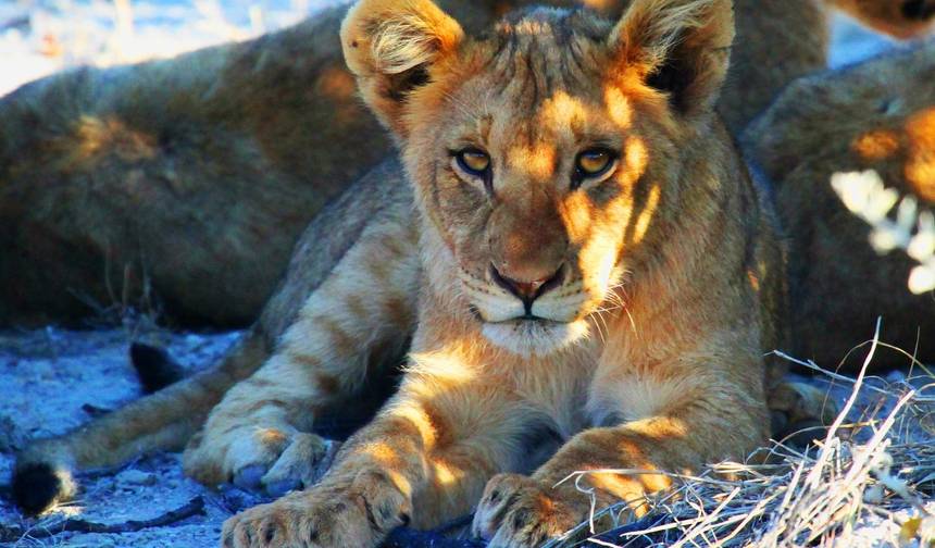 Sossusvlei, Swakopmund e Parque Nacional Etosha (Conforto) 7 Dias / 6 Noites — 1
