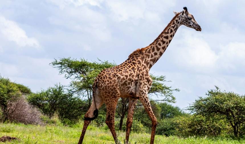 Fuga Familiar de 3 Dias em Masai Mara – Vida Selvagem, Diversão e Tempo de Qualidade — 1