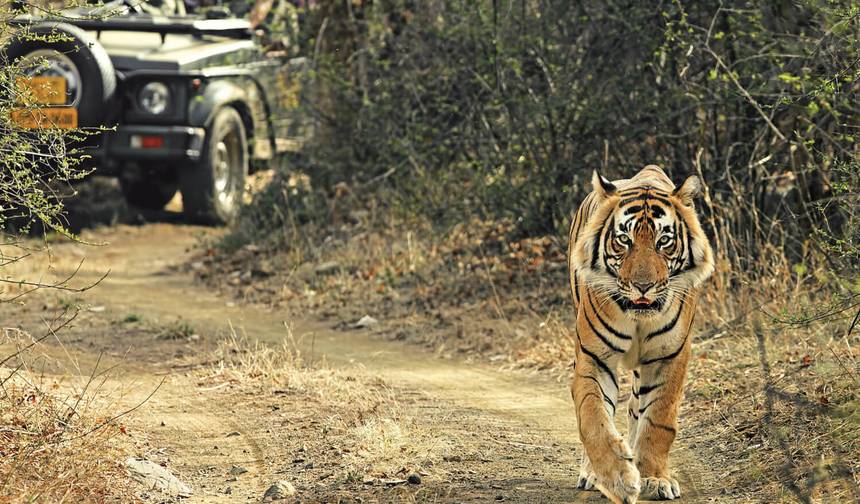 Delhi–Agra–Jaipur + Ranthambore Tiger Safari: 5-Day Private Golden Triangle Tour — 1