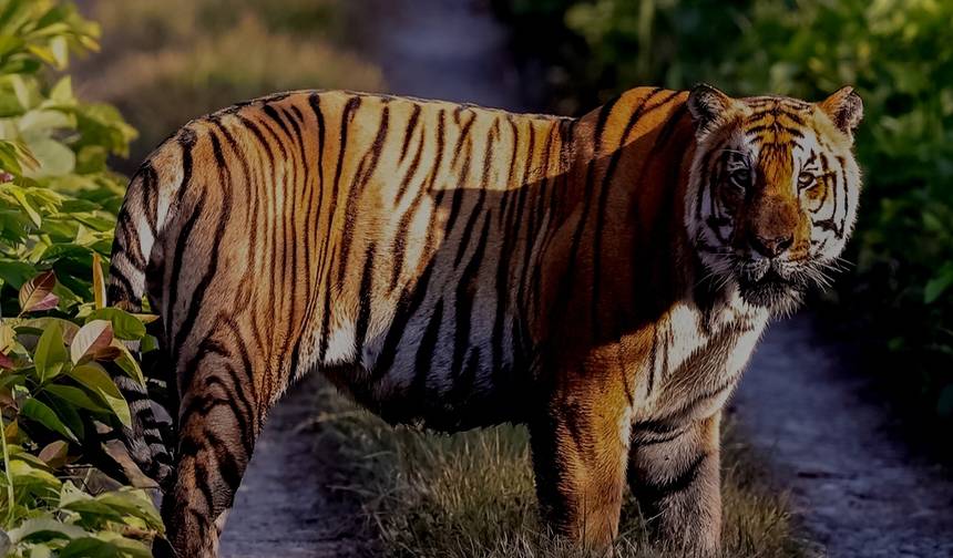 Safari na Selva de Chitwan — 1