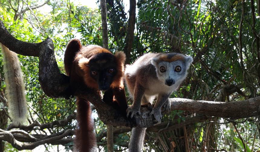 South Madagascar Discovery 9 Days /8 Nights — 1