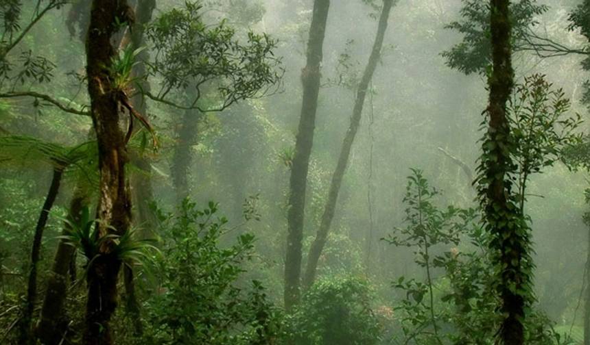 Wild Sarawak — 1