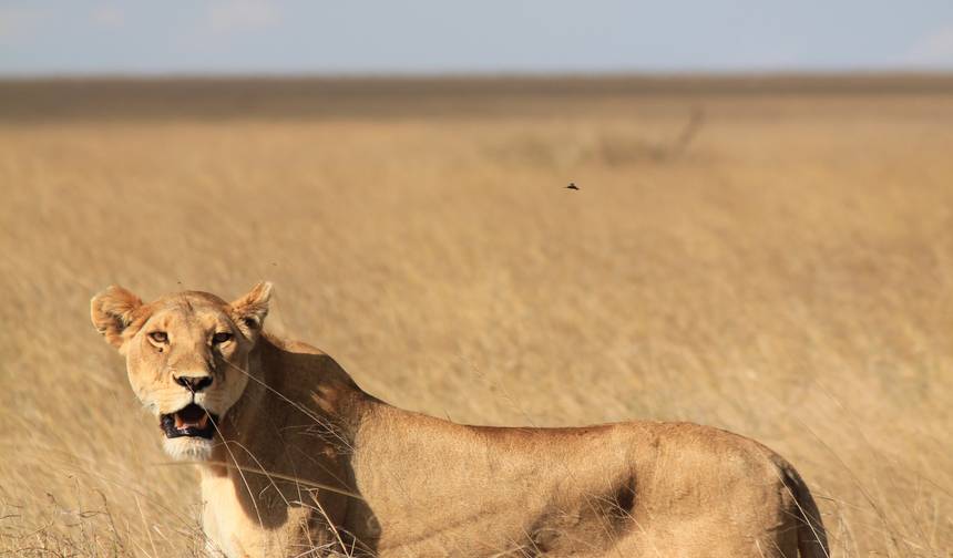 5-Day Living Among Lions - High-End — 1