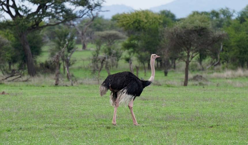 Safari de 5 Dias em Serengeti, Ngorongoro, Lago Manyara, Parque Nacional de Tarangire — 1