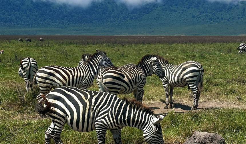 Viagem de 7 Dias dos Gnus - Categoria Média — 1