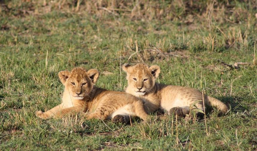 Przygoda w Maasai Mara i nad Jeziorem Nakuru 4 dni/ 3 noce (Komfort) — 1