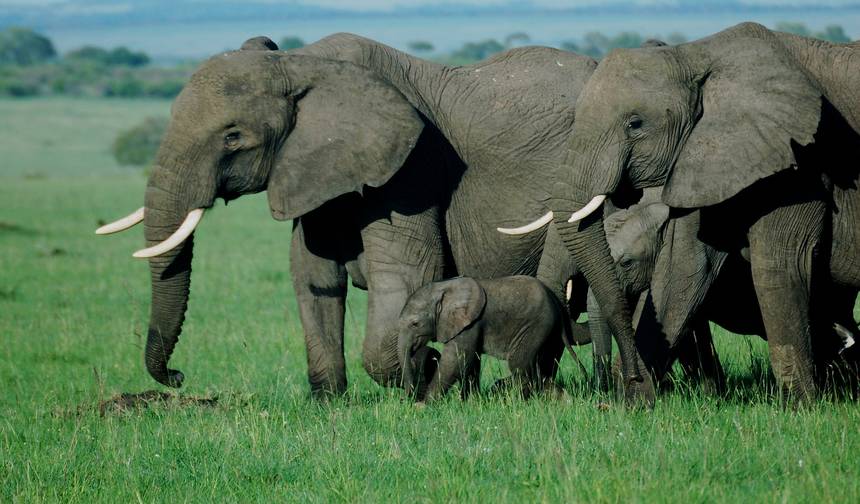 Masai Mara via The Great Rift Valley (Comfort) 3 Days/2 Nights — 1