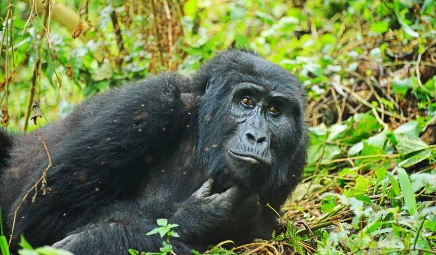 Safári de Trekking de Gorilas em Ruanda de 3 Dias. — 1