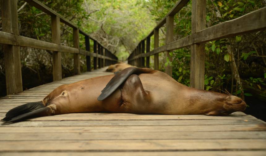 Passeio Terrestre de 6 Dias em Galápagos e Programa Cabo Rosa - Los Tuneles — 1